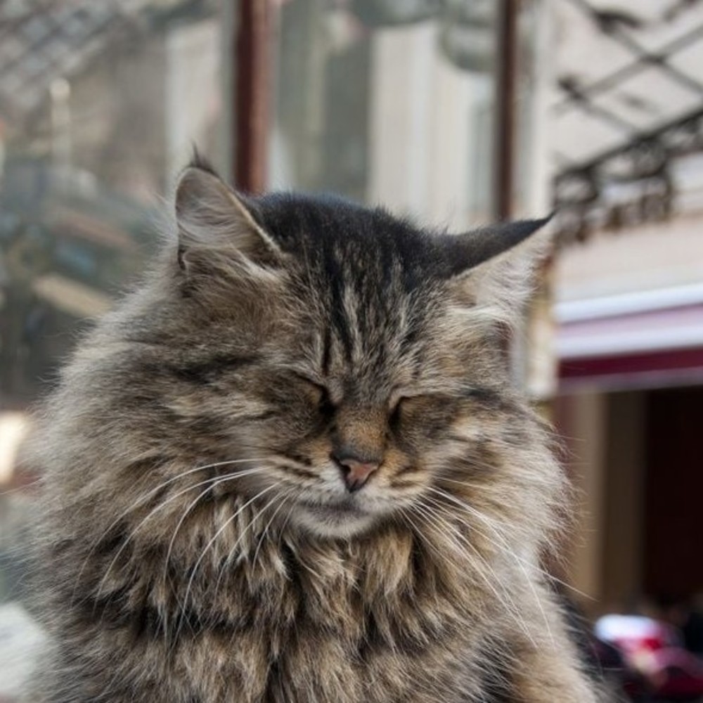 Meet your Posher, Susan